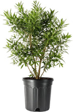 Wax Myrtle | 1 Extra Large Trade 3 Gallon Plant | Myrica Cerifera | Fast Growing Shrub, Privacy Screen, Evergreen Foliage, Ornamental, Drought Tolerant, Low Maintenance, Garden Landscape