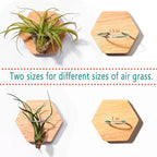 MITIME Air Plants Holders-Real Wood Live Air Plant Holders.Rustic Air Plant Stand,Wall-mounted to save space.(Plants not included)( Hexagonal Set of 6