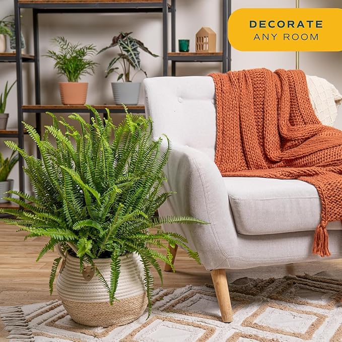 Costa Farms Kimberly Queen Fern Live Plant in Plastic Pot, Large Indoor & Outdoor Houseplant, Perfect for Home, Room, or Office Decor, Great House Warming or Birthday Gift, 2-3 Feet Tall