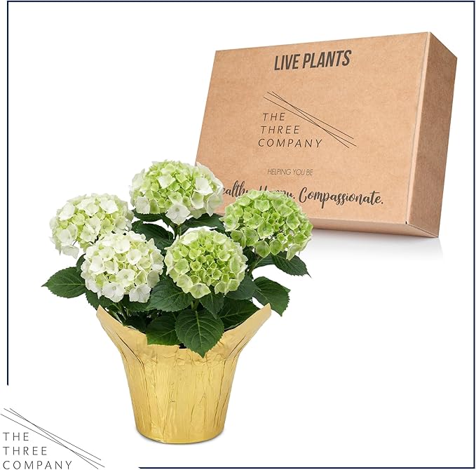 Live Flowering Hydrangea - White, 5+ Beautiful Blooms, 1.5 Qt Pot with Deco Cover, 12" Tall by 8" Wide