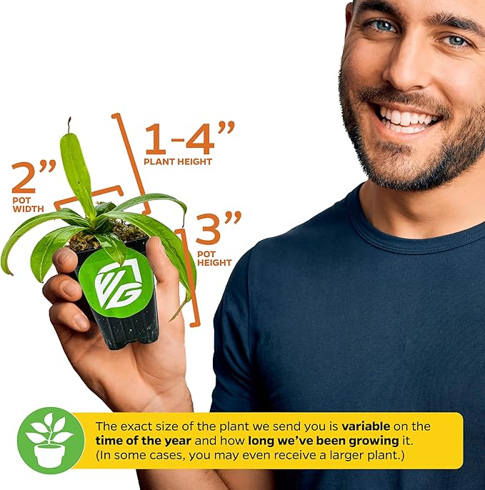 Miranda Carnivorous Pitcher Plant - Nepenthes Miranda - Wellspring Gardens Starter Plant - Unique & Exotic Tropical for Indoor/Outdoor Growing & Planting - Easy to Grow, Great for Nature (2-Pack)