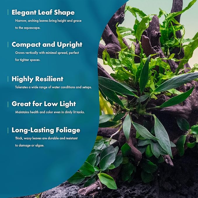 SubstrateSource Anubias Live Aquarium Plants - Potted Freshwater Plant for Fish Tanks, Terrariums - Beginner Friendly Low Light (Congensis, 1 Pot)