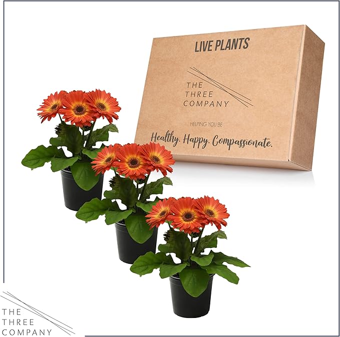 Live Flowering Gerbera Daisies - Orange and Yellow Bicolor (3 Plants Per Pack) - Beautiful Spring Flowers - 12" Tall by 5" Wide in 1 Qt Pot