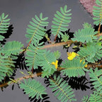 Chalily Giant Sensitive Plant, a Great Live Pond Plant for Your Water Garden. Filters The koi and Goldfish Pond. Good for Bogs, Plant Shelf or Shallow Water This marginal Aquatic is a Real Beauty