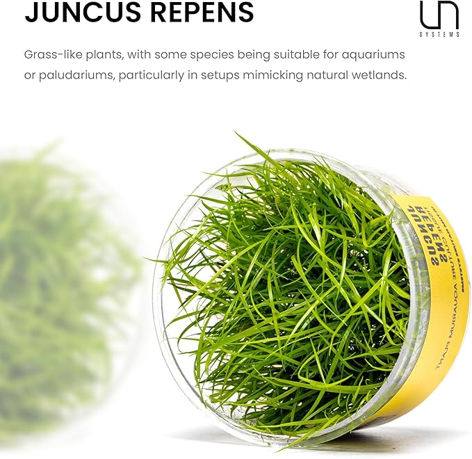 Ultum Nature Systems Juncus Repens Tissue Culture Live Plant for Aquarium, Aquascape, Freshwater Fish Tanks - 100% Snail Free in Vitro