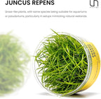Ultum Nature Systems Juncus Repens Tissue Culture Live Plant for Aquarium, Aquascape, Freshwater Fish Tanks - 100% Snail Free in Vitro