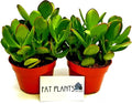 Fat Plants San Diego Succulent Plant(s) Fully Rooted in 4 inch Planter Pots with Soil - Real Live Potted Succulents/Unique Indoor Cactus Decor (2, Crassula Ovata Jade Plant)