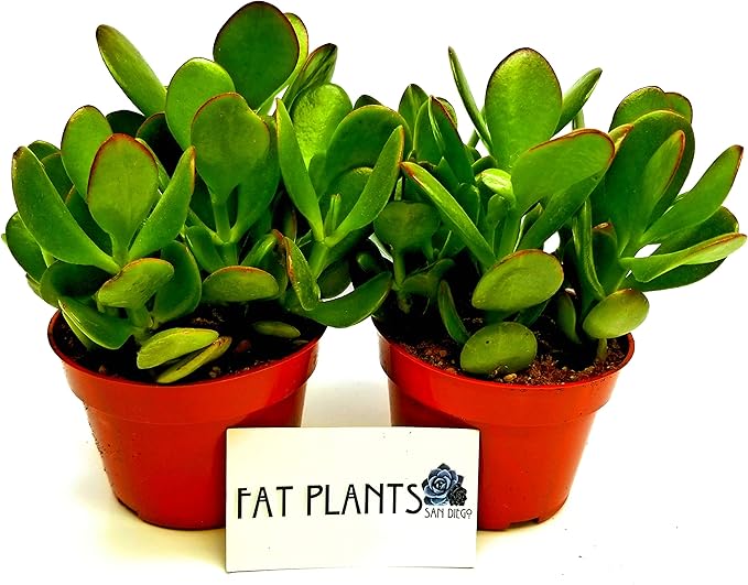 Fat Plants San Diego Succulent Plant(s) Fully Rooted in 4 inch Planter Pots with Soil - Real Live Potted Succulents/Unique Indoor Cactus Decor (2, Crassula Ovata Jade Plant)