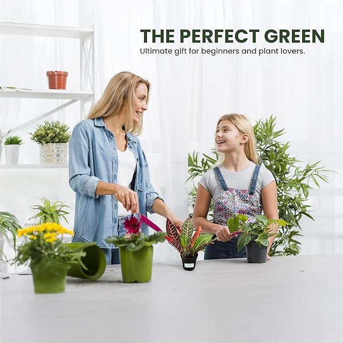 Bumble Plants Croton Petra Live Plants [Winter Thermal Packaging Included], Vibrant Foliage, Air-Purifying Indoor House Plants in Pot, Easy-Care | Low Light Indoor Plants