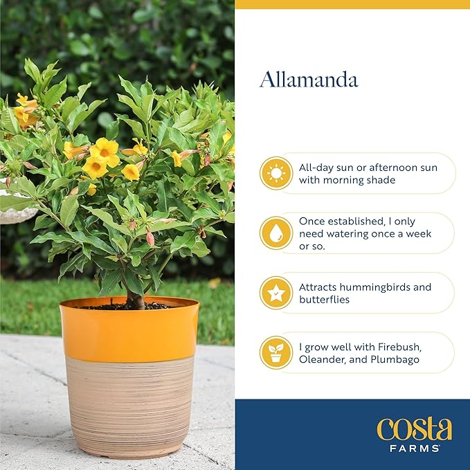 Costa Farms Allamanda Live Indoor Plant