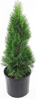 Live Plant Green Promise Farms, Thuja occidentalis 'Smargd' Emerald Green Arborvitae #3 Size Container, Evergreen