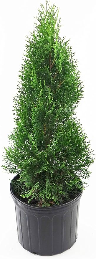 Live Plant Green Promise Farms, Thuja occidentalis 'Smargd' Emerald Green Arborvitae #3 Size Container, Evergreen