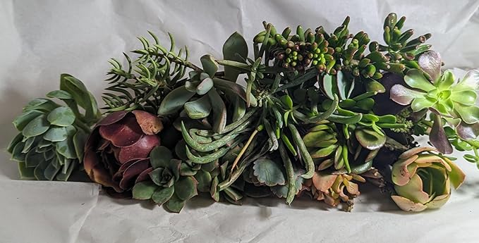 Generic Blissful's Live Succulents Cuttings Assorted Collection no Repeat Unique and Rare, Easy 2 Grow, Drought Tolerant, Packs of 30 (30)