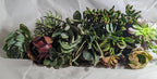 Generic Blissful's Live Succulents Cuttings Assorted Collection no Repeat Unique and Rare, Easy 2 Grow, Drought Tolerant, Packs of 30 (30)