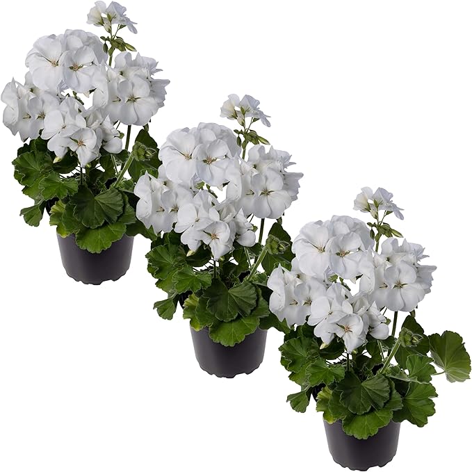 Live Flowering Zonal Geraniums - White (3 Plants Per Pack) - Beautiful Spring Flowers - 12" Tall by 5" Wide in 1 Qt Pot