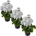 Live Flowering Zonal Geraniums - White (3 Plants Per Pack) - Beautiful Spring Flowers - 12" Tall by 5" Wide in 1 Qt Pot