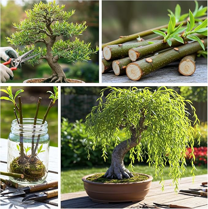 CZ Grain Bonsai Green Weeping Willow Tree Cutting - Thick Trunk Start, Dwarf Bonsai Material