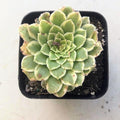 Blissful Aeonium Emerald Ice Succulent 2" Pot – Variegated Green & White Rosettes, Drought Tolerant, Easy Care Indoor/Outdoor Plant, Colorful Home & Garden Décor