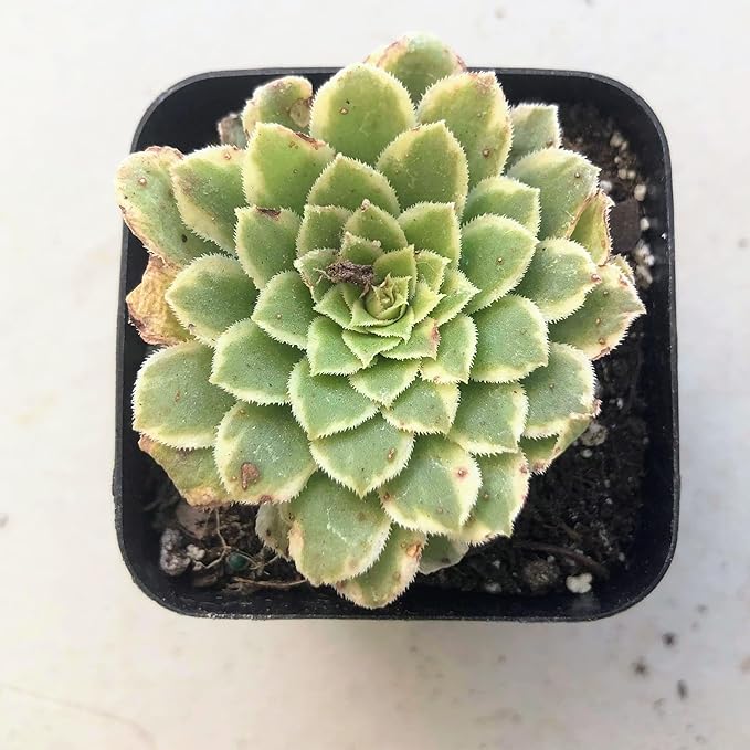Blissful Aeonium Emerald Ice Succulent 2" Pot – Variegated Green & White Rosettes, Drought Tolerant, Easy Care Indoor/Outdoor Plant, Colorful Home & Garden Décor