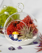 Creations by Nathalie - DIY Terrarium Kit with Live Air Plant (Local & Fresh from Florida), Glass Globe, Reindeer Moss, Figurine, Healing Crystal Chips and Sand - Handmade in USA