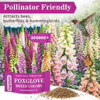 350,000+ Foxglove Seeds for Planting - Digitalis Purpurea Seeds, Tall Ornamental Flower Seeds for Outdoor Cottage and Pollinator Gardens