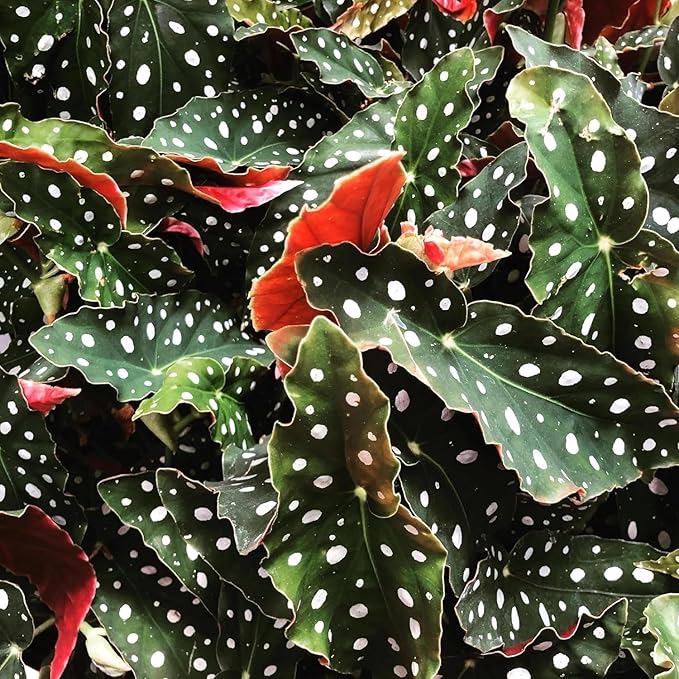 Polka Dot Begonia - 3 Live Starter Plants - Begonia Maculata - Colorful Beautiful Foliage Indoor Air Purifying Houseplant