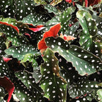 Polka Dot Begonia - 1 Live Starter Plant - Begonia Maculata - Colorful Beautiful Foliage Indoor Air Purifying Houseplant