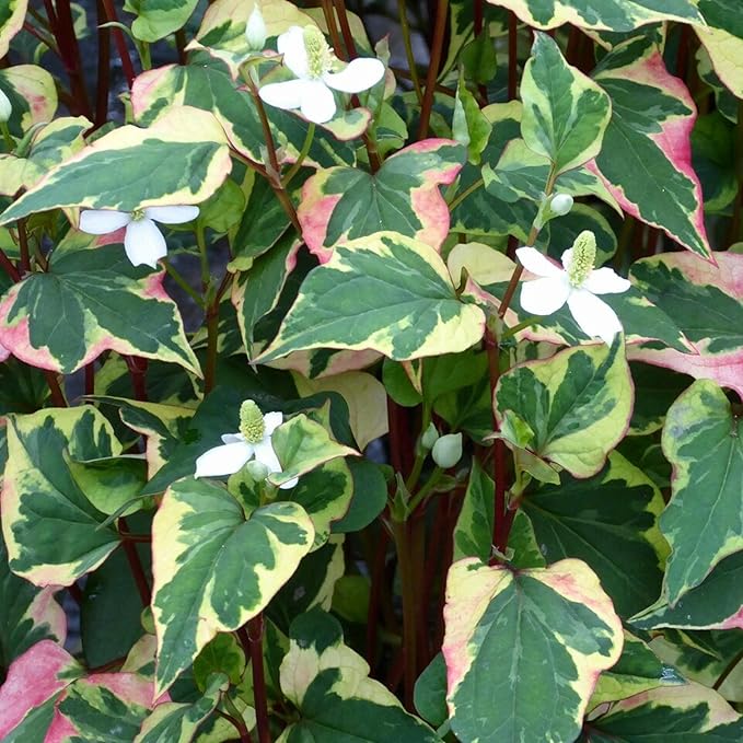 Chalily Chameleon Plant, a Great Live Pond Plant for Your Water Garden. Filters The koi and Goldfish Pond. Good for Bogs, Plant Shelf or Shallow Water This marginal Aquatic is a Real Beauty