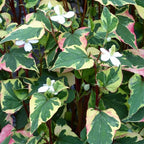 Chalily Chameleon Plant, a Great Live Pond Plant for Your Water Garden. Filters The koi and Goldfish Pond. Good for Bogs, Plant Shelf or Shallow Water This marginal Aquatic is a Real Beauty