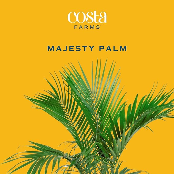 Costa Farms Majesty Palm Extra Large Live Plant in Plastic Pot, Large Indoor Houseplant, Perfect for Home, Room, or Office Decor, Great House Warming or Birthday Gift, 5-6 Feet Tall