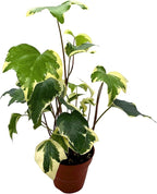 BubbleBlooms Variegated Algerian Ivy, Hedera Algeriensis, Canary Island Ivy, Canary Ivy, Madeira Ivy in 4 inch Pot
