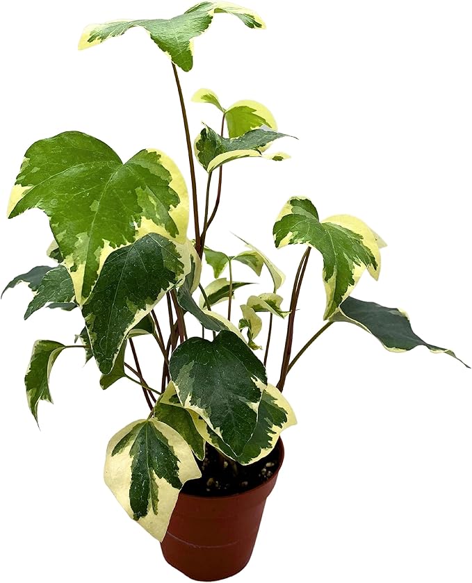 BubbleBlooms Variegated Algerian Ivy, Hedera Algeriensis, Canary Island Ivy, Canary Ivy, Madeira Ivy in 4 inch Pot