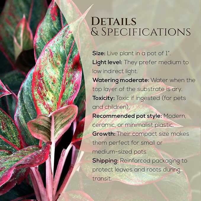Aglaonema Plant Collection (4 Pack) Live Starter Plants, Rare Chinese Evergreen Houseplants, Indoor Tropical Plants Live, Easy Care Low Light Houseplants, Colorful Foliage Plants, Grower’s Choice