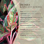 Aglaonema Plant Collection (4 Pack) Live Starter Plants, Rare Chinese Evergreen Houseplants, Indoor Tropical Plants Live, Easy Care Low Light Houseplants, Colorful Foliage Plants, Grower’s Choice