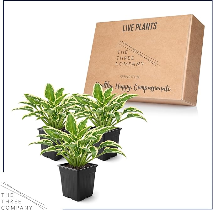 Live Perennial Hosta - Libby (3 Plants Per Pack) Beautiful Accent Plant, 10" Tall by 4" Wide in 1 Qt Pot