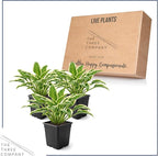Live Perennial Hosta - Libby (3 Plants Per Pack), Beautiful Accent Plant, 10" Tall by 6" Wide in 1 Quart Pot (Pack of 2)