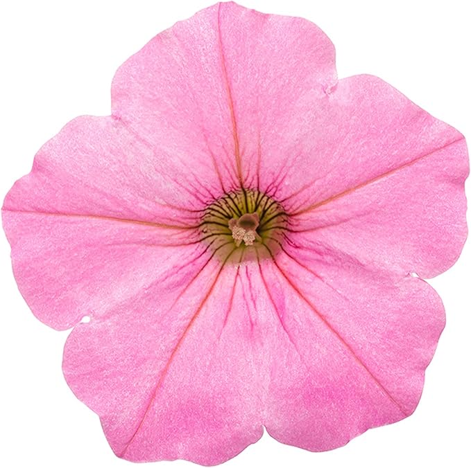 Proven Winners® Petunia Plant - Supertunia Vista Bubblegum - 4 Pack - Annual Flower for Spring & Summer Blooms - 6" Tall x 6" Wide, 1.56 Pt Pot