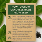 2600 Genovese Basil Seeds for Planting – Heirloom Non-GMO Herb Seeds for Hydroponic Garden Indoor & Outdoors Herb Garden - USA Grown, High Germination (Ocimum basilicum)