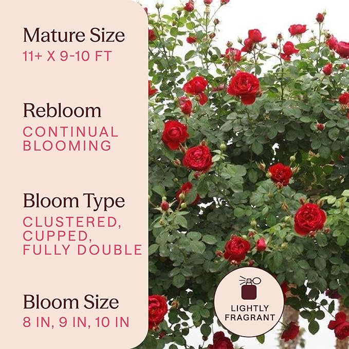 Heirloom Climbing Roses, Live Own Root Plant for Outdoor Garden, Cherry Garland™, Moderately Fragrant, Hardiness Zones 6-9, Continual Blooming