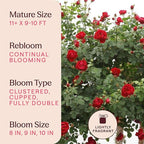 Heirloom Climbing Roses, Live Own Root Plant for Outdoor Garden, Cherry Garland™, Moderately Fragrant, Hardiness Zones 6-9, Continual Blooming