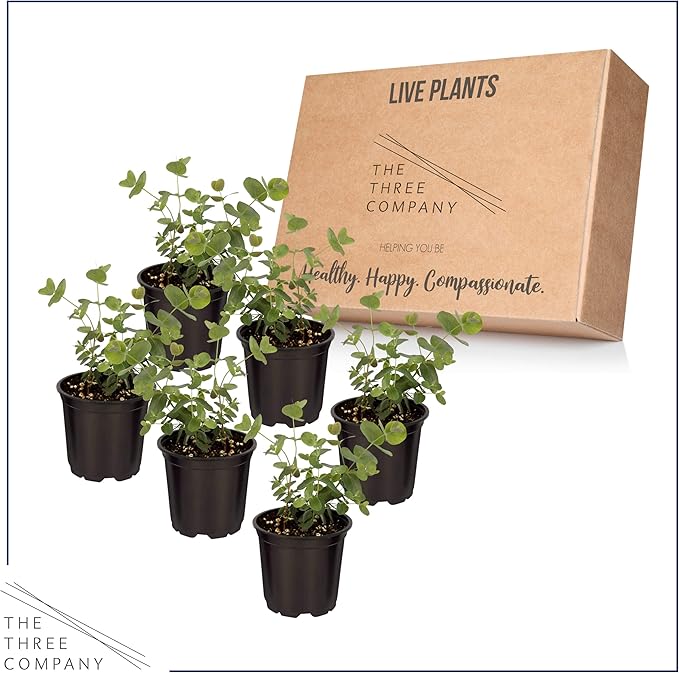 Live Aromatic and Healthy Herb - Eucalyptus (6 Per Pack), Assorted Varieties - Natural Air Purifier, 8" Tall by 3" Wide in 1 Pint Pot