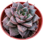 Sprout N Green Echeveria Purpusorum, Rare Live Succulent Plant Fully Rooted in 4" Planter with Soil, Home Office Indoor Outdoor Wedding Decoration DIY Projects Party Favor