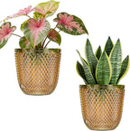 QCQHDU 2 Pack Self Watering Pots, 5.7 Inch Flower Pots with Drainage Holes and Water Filling Port, Garden Planter for Indoor Outdoor Plants (Gold)