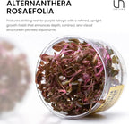 Ultum Nature Systems Alternanthera Reineckii Rosaefolia Red Stem Tissue Culture Live Plant for Aquarium, Aquascape, Freshwater Fish Tanks - 100% Snail Free in Vitro
