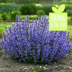 Nepeta ‘Cat’s Pajamas’, Catmint Live Plant, Proven Winners, Fragrant, Potted Perennial that is Ready for Planting, not Seeds, Container Size: 4.5"