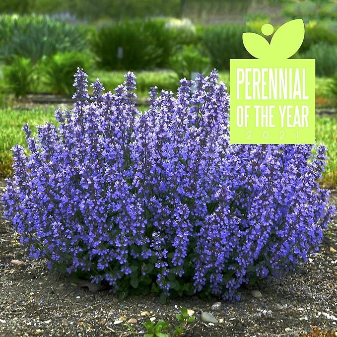 Nepeta ‘Cat’s Pajamas’, Catmint Live Plant, Proven Winners, Fragrant, Potted Perennial that is Ready for Planting, not Seeds, Container Size: 4.5"
