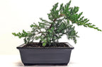 6" Juniper Bonsai Tree Live Indoor Outdoor Houseplant Real Ceramic Pot