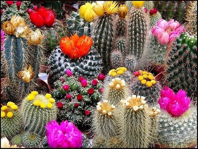 Seeds Succulent Cactus Cacti Variety Mix - 25 Seeds