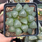 Rare Haworthia Emelyae VAR. Comptoniana Oyayubihime - Succulent Plants – Unique Varieties | Live Indoor Plants | Low-Maintenance | Great for Collectors, Home, Office, and Gifts