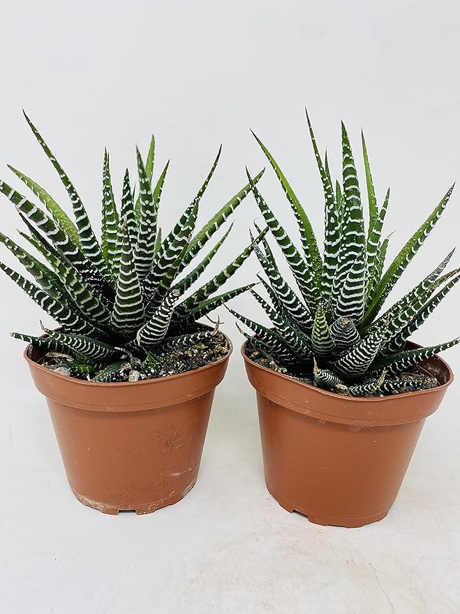 Haworthia Zebra Succulent- Hard to Kill- 2 Pack - 4"Pot